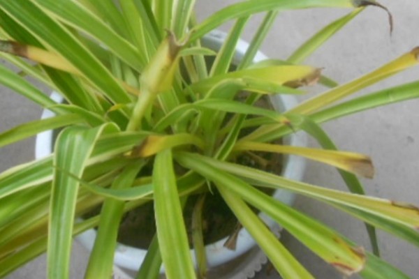 吊兰叶子发黄怎么处理，根据原因对症治疗