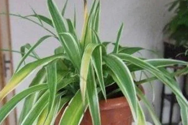 吊兰叶子发黄怎么处理，根据原因对症治疗