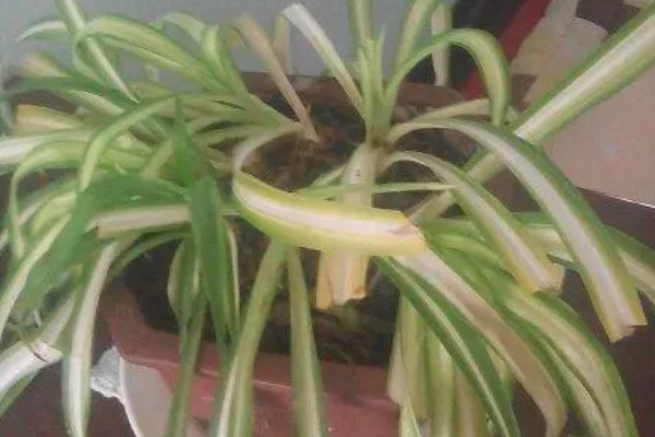 吊兰叶子发黄怎么处理，根据原因对症治疗