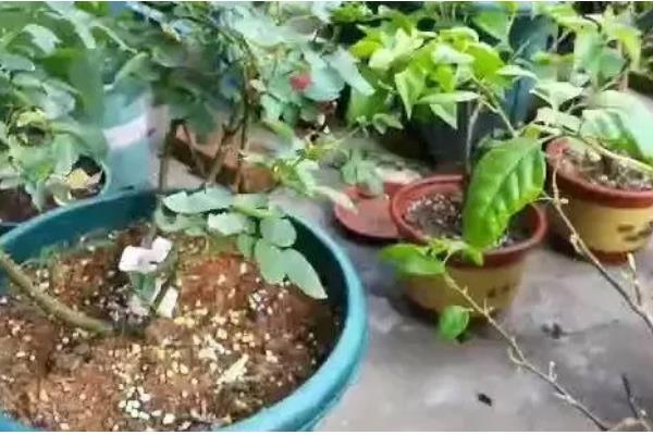 三角梅为什么只长叶子不开花，可能是缺乏光照