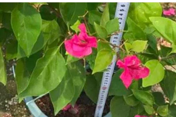 三角梅为什么只长叶子不开花，可能是缺乏光照