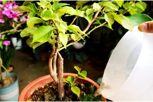 三角梅为什么只长叶子不开花，可能是缺乏光照