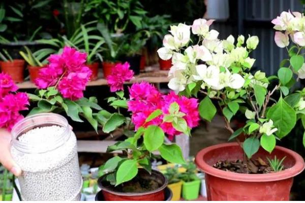 三角梅为什么只长叶子不开花，可能是缺乏光照