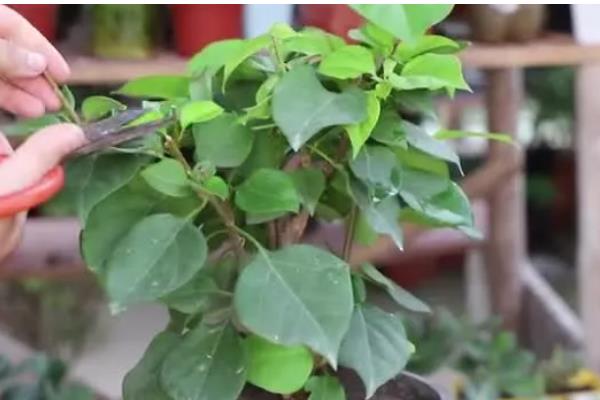 三角梅为什么只长叶子不开花，可能是缺乏光照