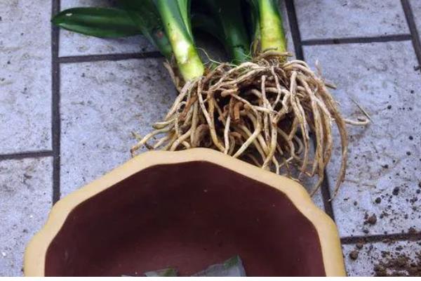 君子兰叶片发黄枯萎如何处理，土壤板结需更换疏松肥沃的新土