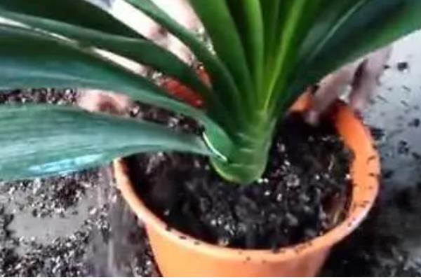 君子兰叶片发黄枯萎如何处理，土壤板结需更换疏松肥沃的新土