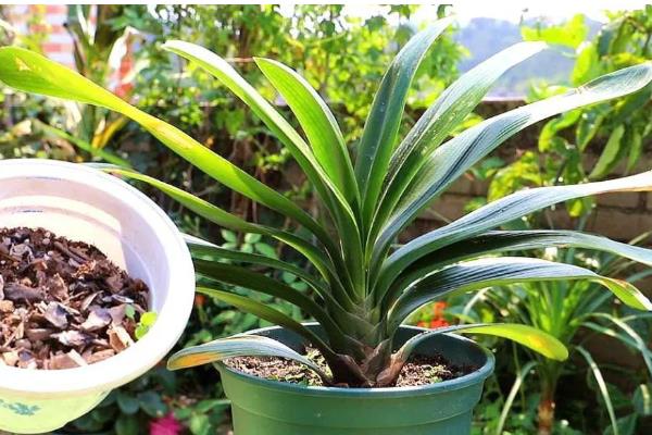 君子兰叶片发黄枯萎如何处理，土壤板结需更换疏松肥沃的新土