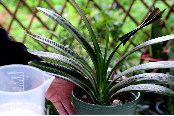 君子兰叶片发黄枯萎如何处理，土壤板结需更换疏松肥沃的新土