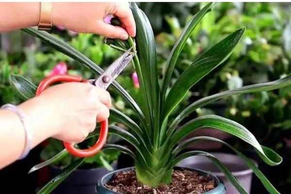 君子兰叶片发黄枯萎如何处理，土壤板结需更换疏松肥沃的新土