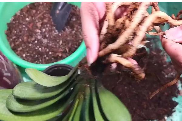 君子兰叶片发黄枯萎如何处理，土壤板结需更换疏松肥沃的新土