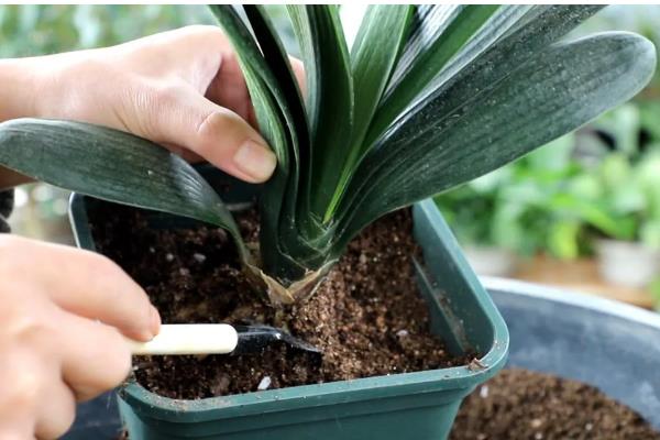 君子兰叶片发黄枯萎如何处理，土壤板结需更换疏松肥沃的新土