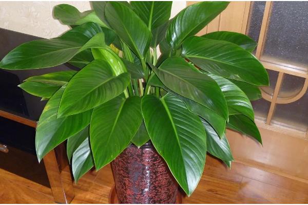 金钻与红钻的区别，叶片有所不同