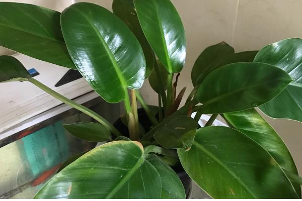 金钻与红钻的区别，叶片有所不同