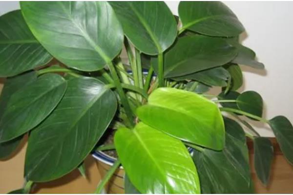 金钻与红钻的区别，叶片有所不同