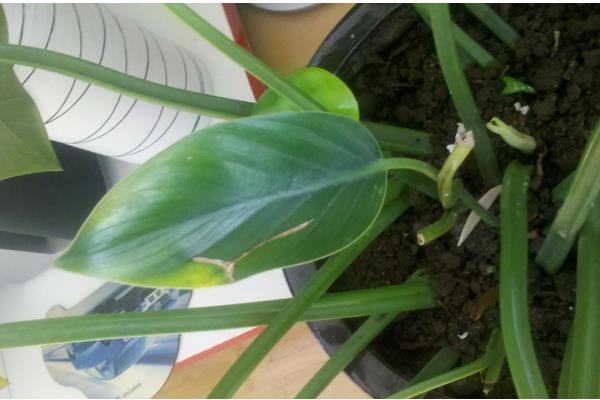 金钻与红钻的区别，叶片有所不同