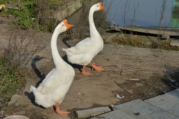 鹅头上的包叫什么,叫做肉瘤