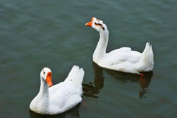 鹅头上的包叫什么,叫做肉瘤