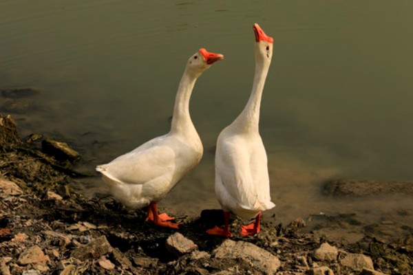 鹅头上的包叫什么,叫做肉瘤