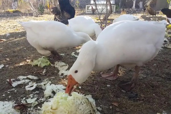 鹅头上的包叫什么,叫做肉瘤