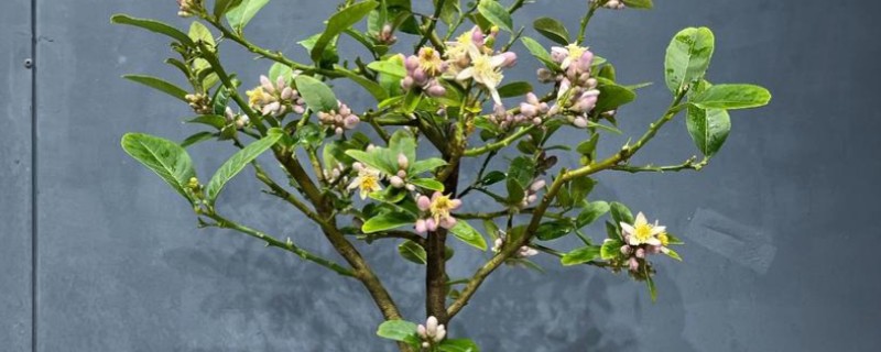 怎么养柠檬幼苗，要秉持适度适量的浇水原则