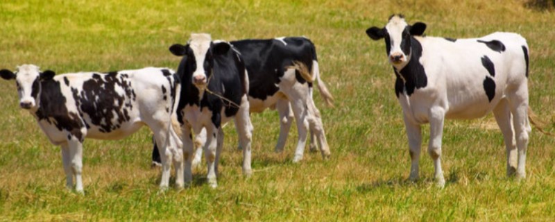 中国黑白花奶牛的产地，有北京、天津、吉林等地
