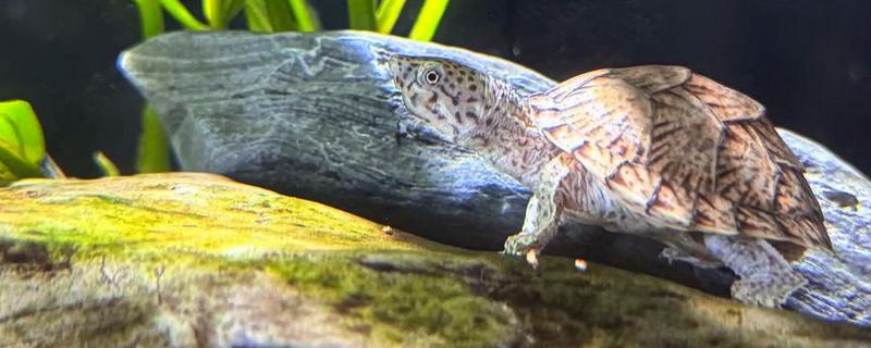剃刀龟的冬眠注意事项，不能在深水中冬眠