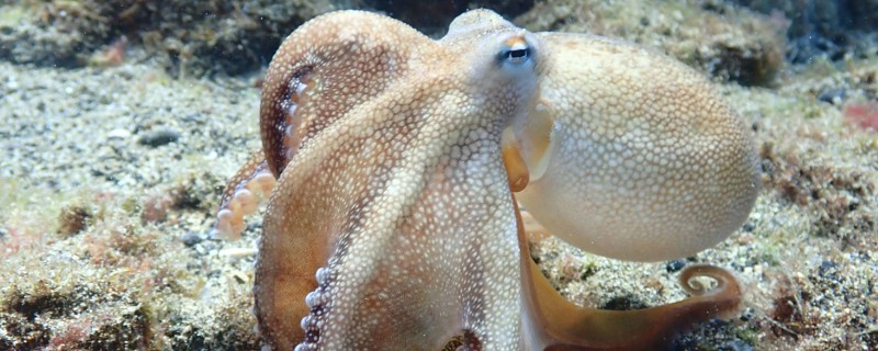 章鱼名字的由来，章和八是一个意思