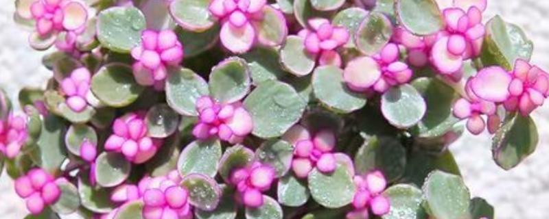 雅乐之舞是否耐寒，气温低于5℃会被冻伤