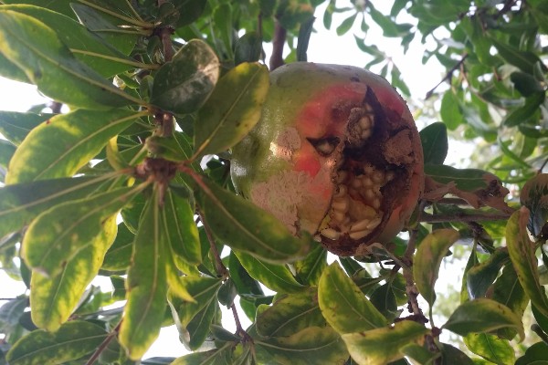 石榴开裂的原因，一般是过度施肥、强光直射等因素所致