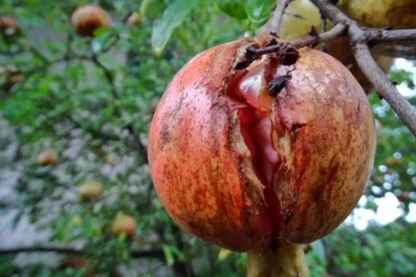 石榴开裂的原因，一般是过度施肥、强光直射等因素所致