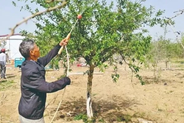 石榴开裂的原因，一般是过度施肥、强光直射等因素所致