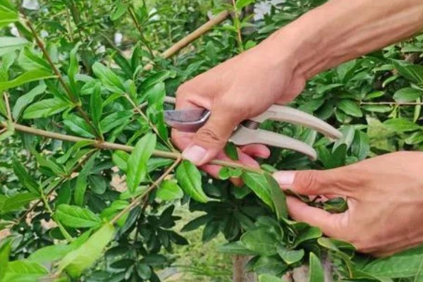 石榴开裂的原因，一般是过度施肥、强光直射等因素所致