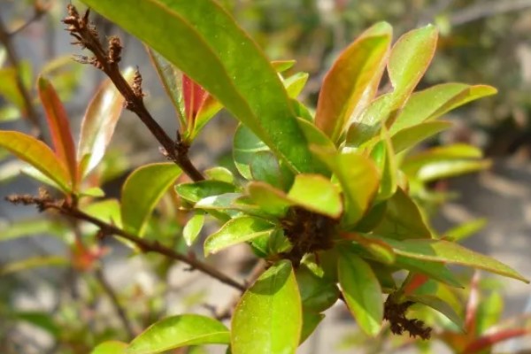 石榴开裂的原因，一般是过度施肥、强光直射等因素所致