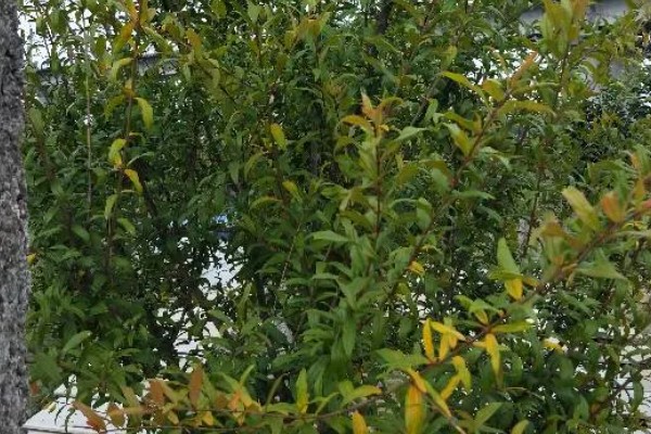 石榴开裂的原因，一般是过度施肥、强光直射等因素所致