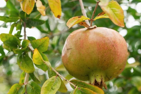 石榴开裂的原因，一般是过度施肥、强光直射等因素所致