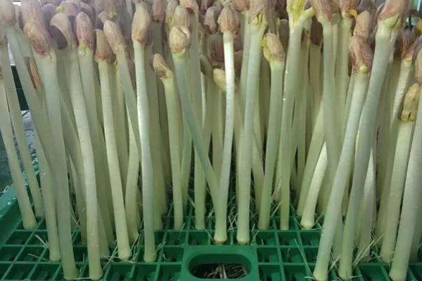 花生芽苗菜的种植方法，每天要淋水3-4次