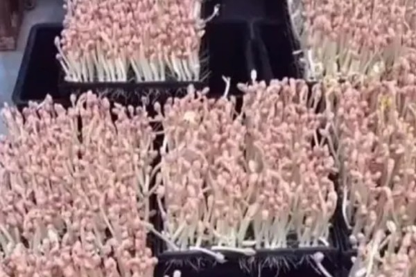 花生芽苗菜的种植方法，每天要淋水3-4次