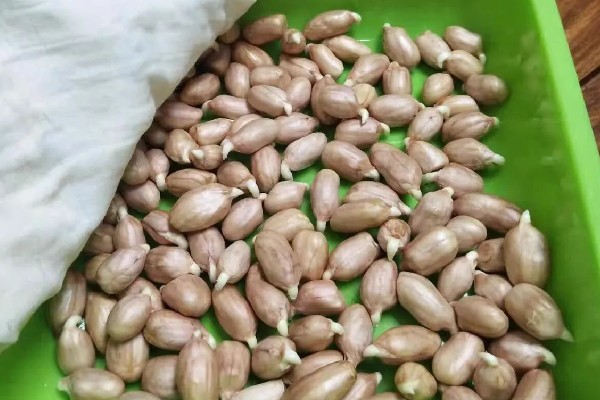 花生芽苗菜的种植方法，每天要淋水3-4次