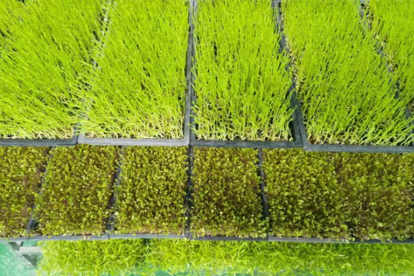 花生芽苗菜的种植方法，每天要淋水3-4次