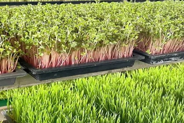 花生芽苗菜的种植方法，每天要淋水3-4次