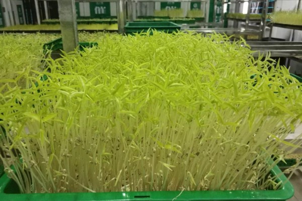 花生芽苗菜的种植方法，每天要淋水3-4次