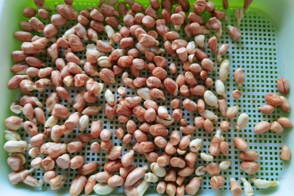 花生芽苗菜的种植方法，每天要淋水3-4次