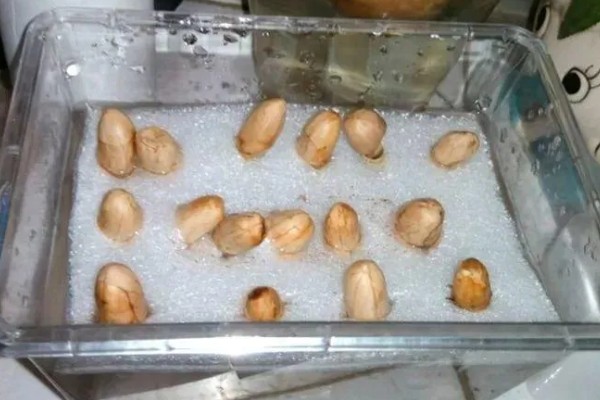 花生芽苗菜的种植方法，每天要淋水3-4次