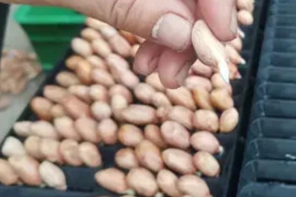 花生芽苗菜的种植方法，每天要淋水3-4次