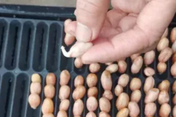 花生芽苗菜的种植方法，每天要淋水3-4次