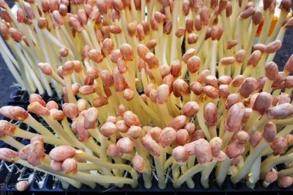 花生芽苗菜的种植方法，每天要淋水3-4次