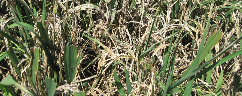 水稻稻瘟病的种类，分为苗瘟、叶瘟、穗瘟、节瘟