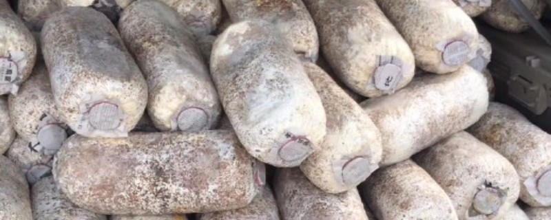 平菇菌袋怎么防绿霉，埋在土沟中过一段时间就会消失