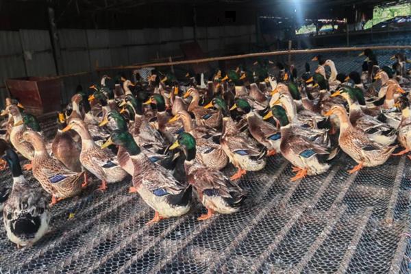 鸭子常见疾病怎么防治，发生流行性感冒可饲喂阿司匹林