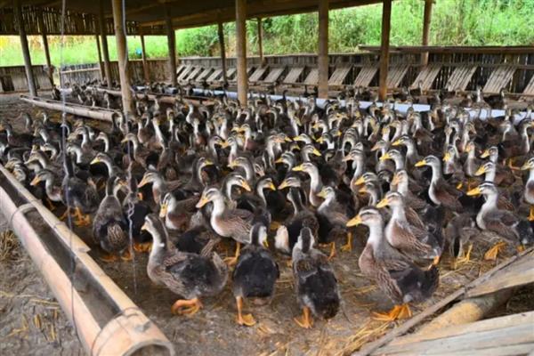 鸭子常见疾病怎么防治，发生流行性感冒可饲喂阿司匹林